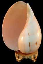 Melon shell Lamp