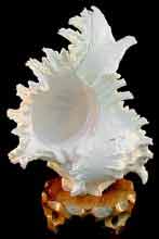 Murex shell Lamp