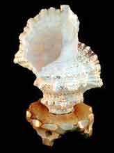 Frog shell Lamp