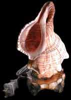 Fox shell Lamp