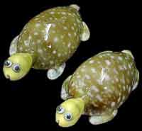 Turtle Cowrie Magnet