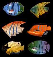 Assorted Angel Fish