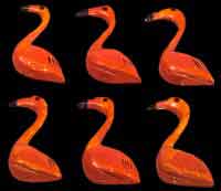 Flamingos