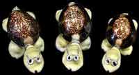 Caput Turtles w/ Glasses