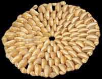 Shell Coaster