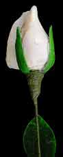 White Rose