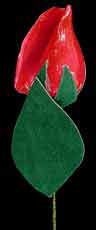 Red Rose