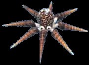 Jumbo Octopus
