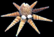 Small Octopus