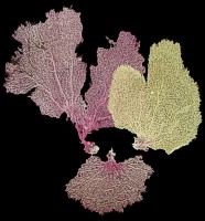 Bahama Sea Fan