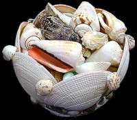 Codacia Shell Pack