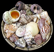 Bamboo Shell Basket