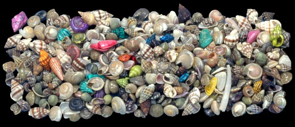 Indian Ocean Mix (Small - Some Dyed)