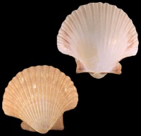 Mexican Deep Scallop