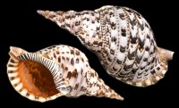 Pacific Triton
