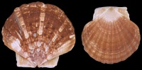Irish Flat Scallop