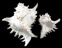 Pacific Murex Ramosus