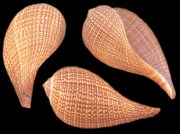 Fig Shells