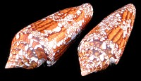 Conus Bengalensis