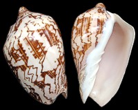 Cymbiola Nobilis