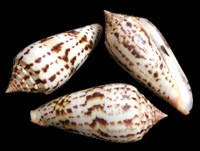 Conus Phuketensis