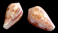 Conus Retifer
