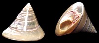 Large Pearl Troca