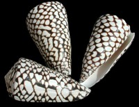 Conus Marmoreus