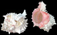 Pink Murex