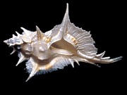 Murex Alabasters