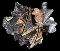 ZigZag Oyster