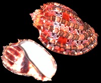 Harpa Nobilis