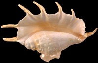 Truncata Spider