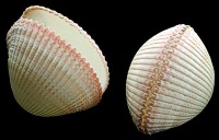 Cardium Pseudolima