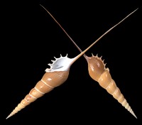 Tibia Fusus