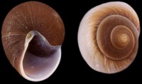 Muffin Snails