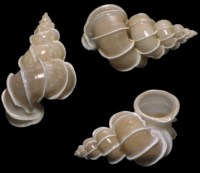 Epitonium Scalare