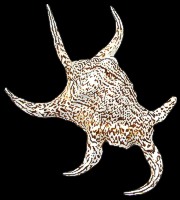 Lambis Chiagra Spyder 