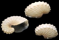 Argonauta Hians
