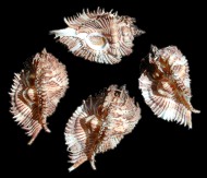 Murex Miyokoae