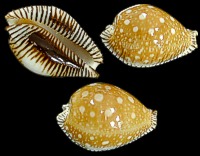 Cyprea Guttata