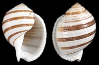 Tonna Selacosa