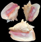 Pink Conch