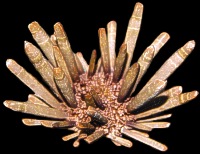 Whole Sea Urchin