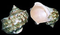Natural Turbo Memoratus