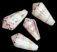 Conus Aurisiacus