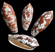Conus Aulicus