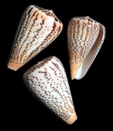 Conus Suratensis