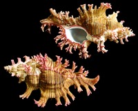 Murex Saulii