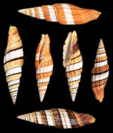 Mitra Taeniatum